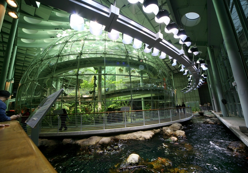 The Indoor Rainforest